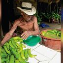 En Urabá, los pequeños cultivadores son los más afectados por los bajos precios. A eso se suma una plaga de un hongo llamado sigatoka, que azota la región.