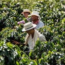 Los municipios de Quindío conectan con la cultura cafetera.