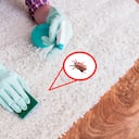 Las pulgas en el hogar se pueden convertir en un problema muy serio si no se atiende.