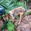 Wilson fue el rescatista canino que se convirtió en ficha clave dentro de la operación Esperanza.