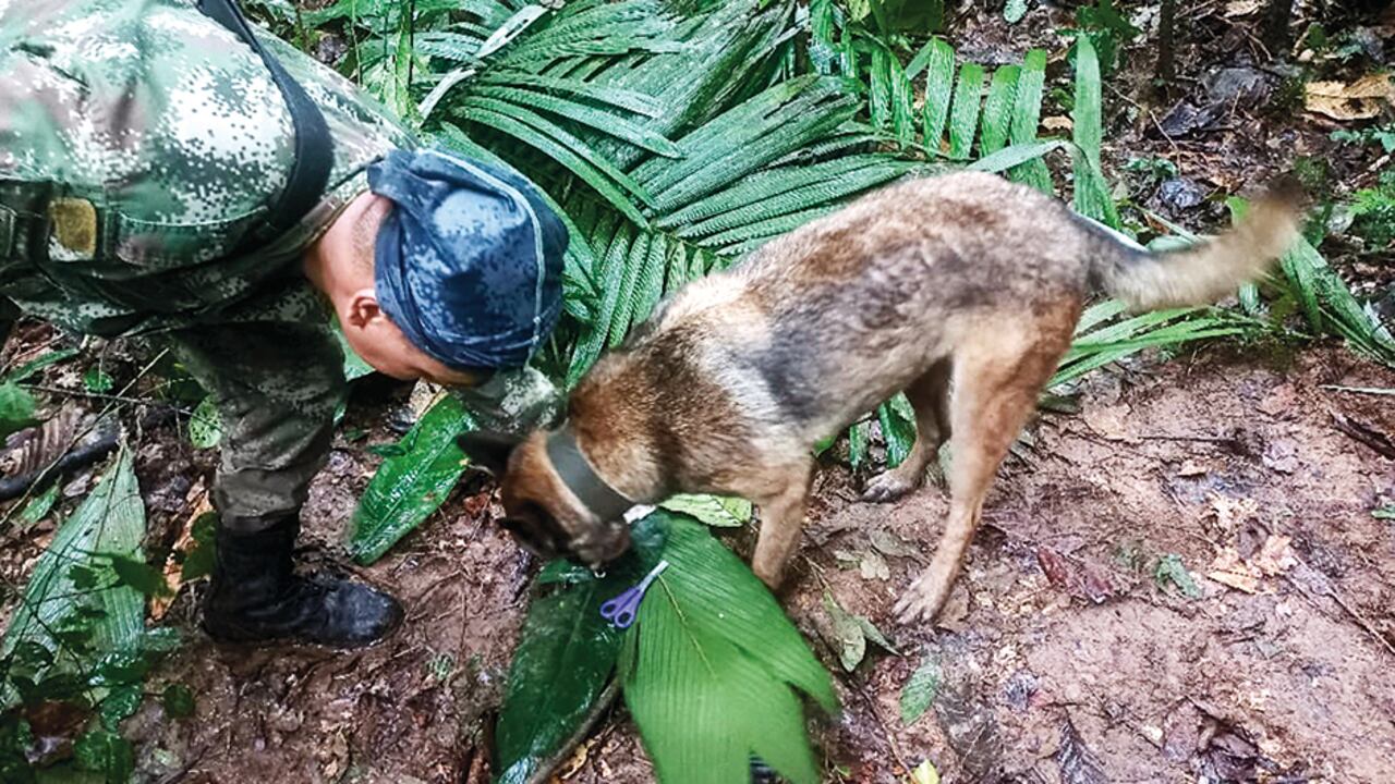 Wilson fue el rescatista canino que se convirtió en ficha clave dentro de la operación Esperanza.