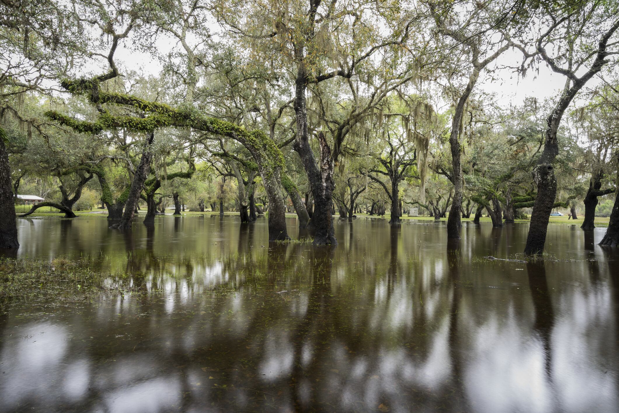 Flooded Park land near Arcadia, Florida.