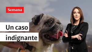 Juanita Gómez indaga por qué detenido por presuntamente matar a su mascota fue dejado en libertad.