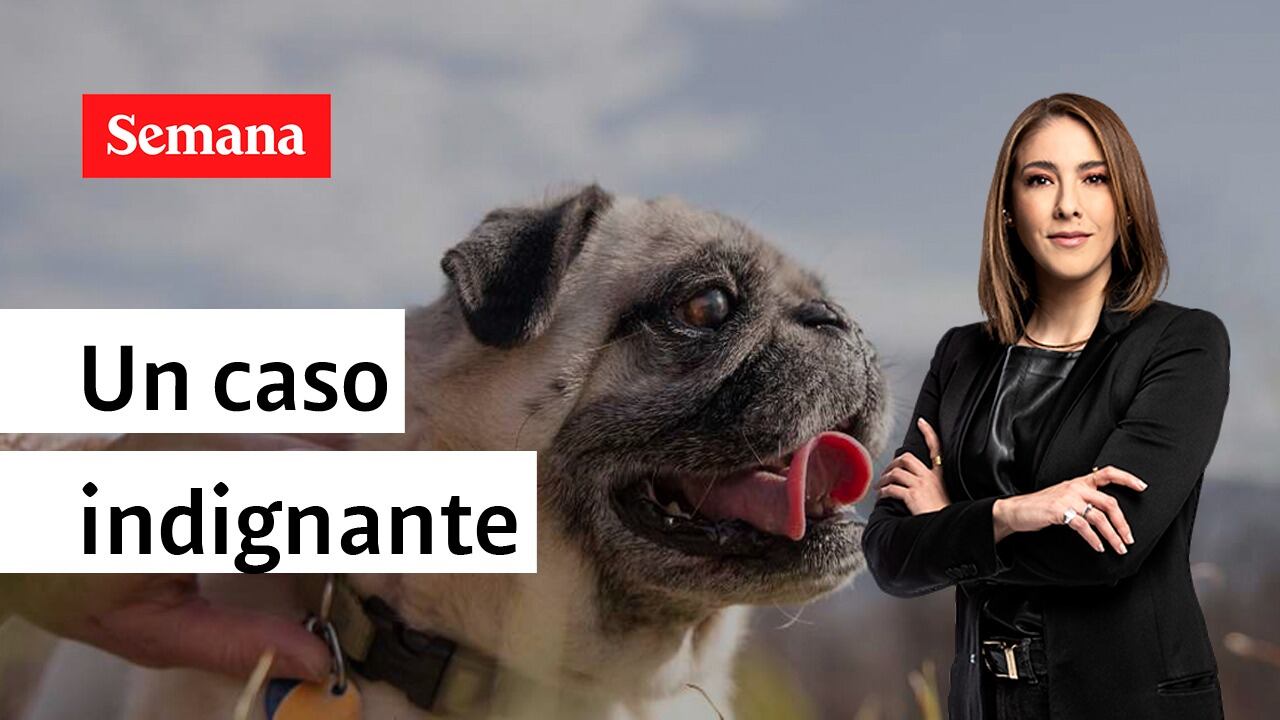 Juanita Gómez indaga por qué detenido por presuntamente matar a su mascota fue dejado en libertad.