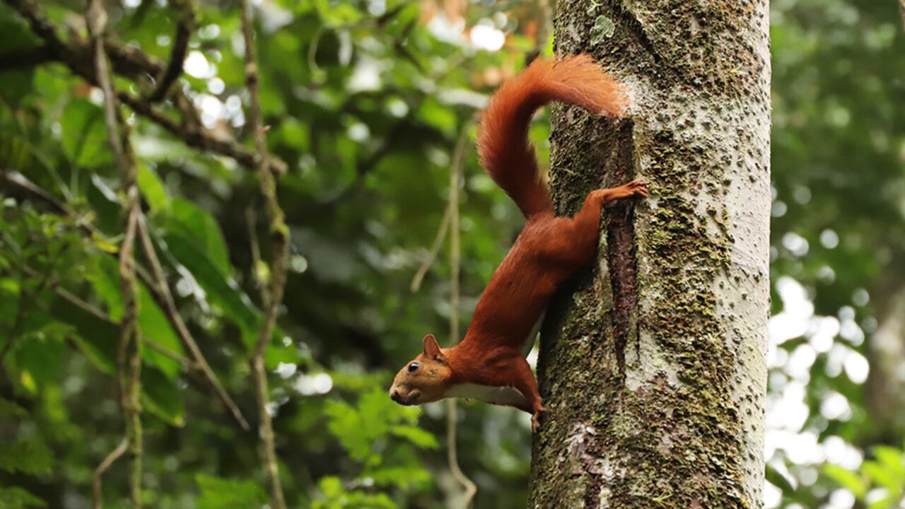 Aprobado en primer debate el proyecto de Acuerdo, en el Concejo de Bogotá, para proteger la flora y la fauna silvestre.