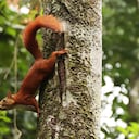 Aprobado en primer debate el proyecto de Acuerdo, en el Concejo de Bogotá, para proteger la flora y la fauna silvestre.