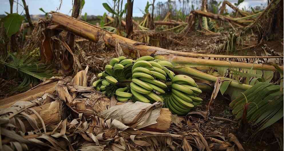 Residuos de plátano son utilizados para la elaboración de empaques. Foto: Getty