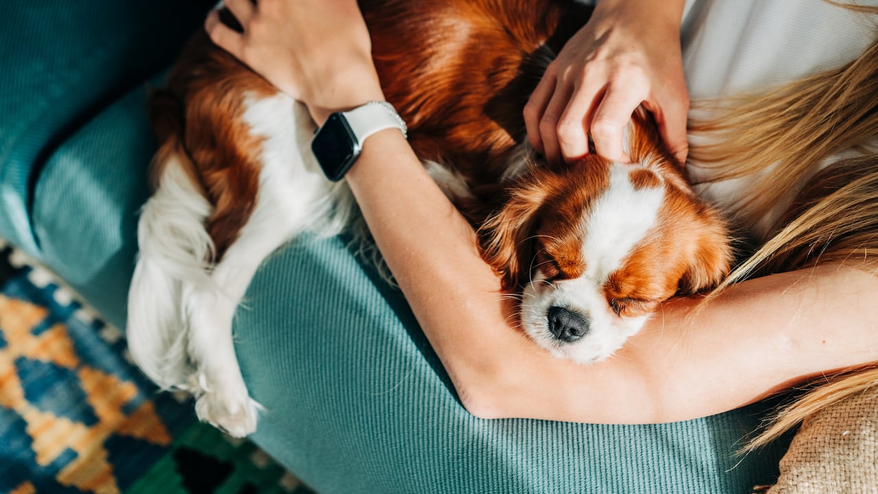 Los perros brindan diversos beneficios como animales de compañía.