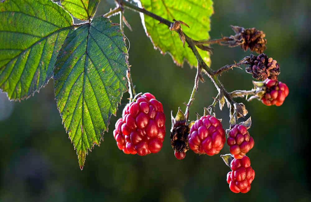 Las comunidades indígenas de Yaramal e Ipiales (Nariño) se aseguran sus ingresos mensuales con la siembra de moras. Foto: Getty Images