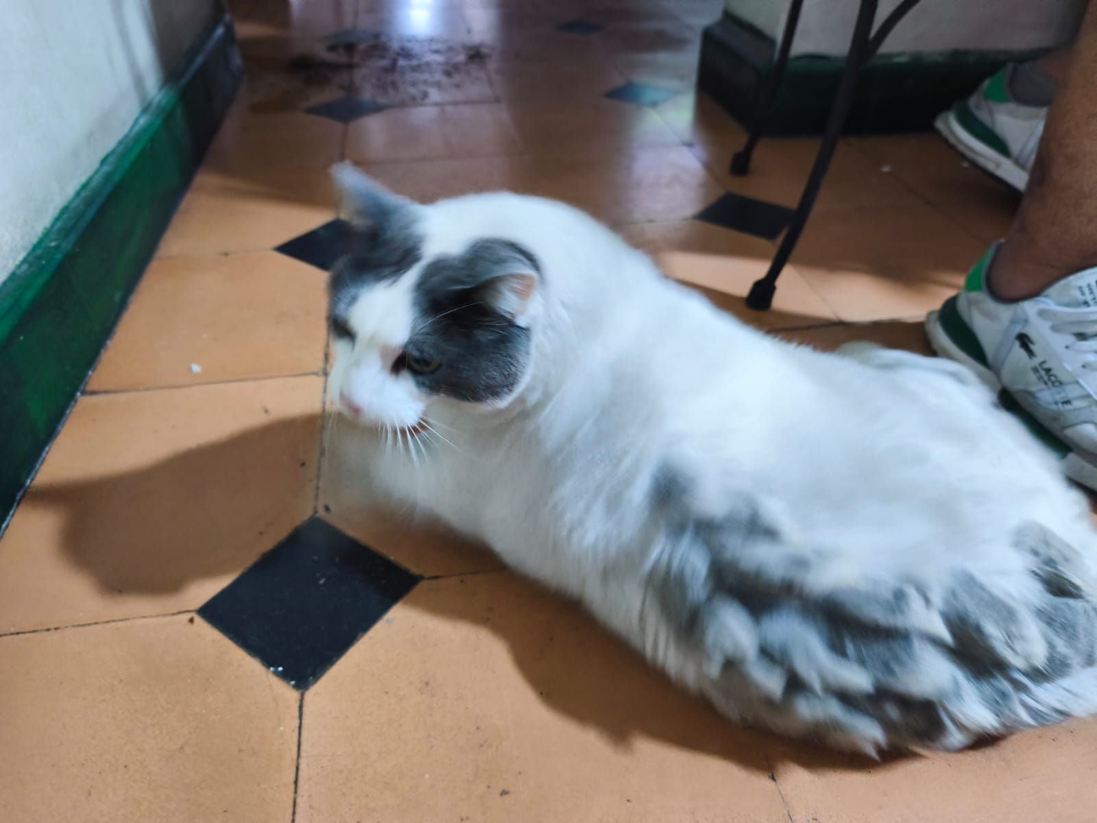 Aunque no está abandonado por completo, el gato enfrenta la mayor parte del tiempo en soledad.