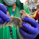 El Instituto de Protección Animal, en coordinación con la Policía Metropolitana de Bogotá, rescataron a los 44 animales.