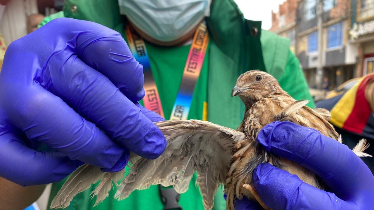 El Instituto de Protección Animal, en coordinación con la Policía Metropolitana de Bogotá, rescataron a los 44 animales.