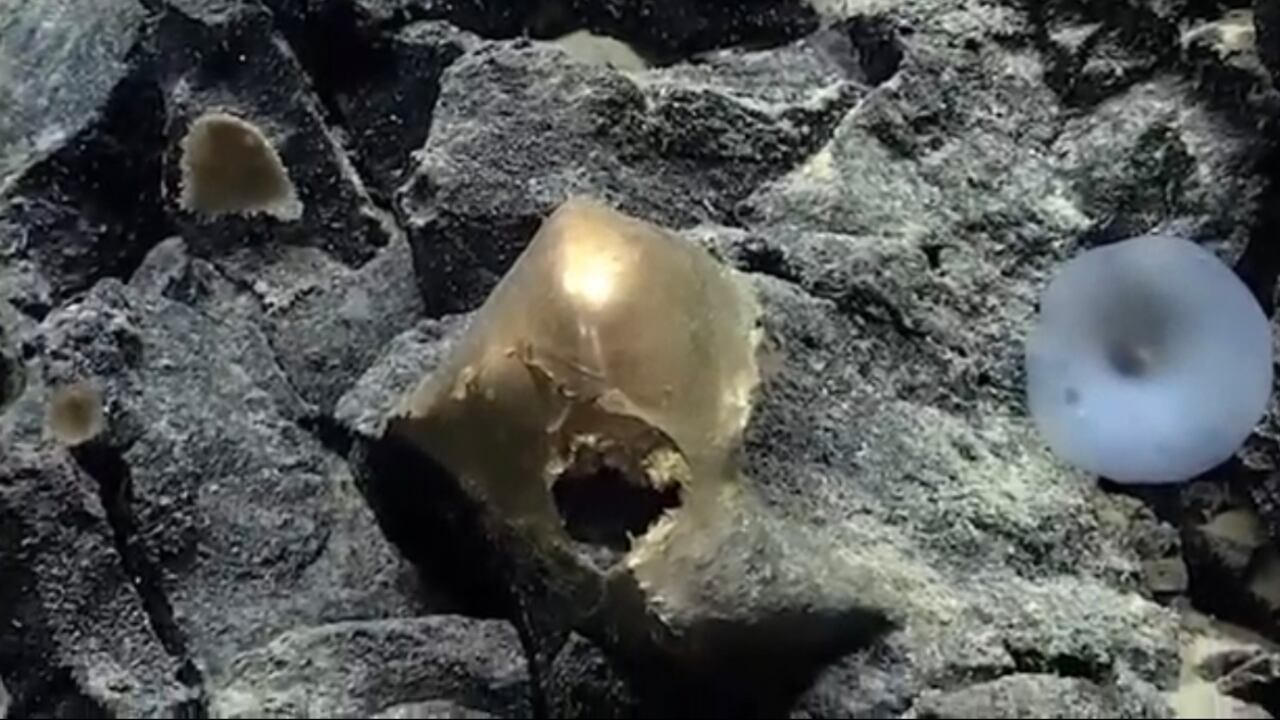 El "huevo de oro" puede ser una esponja o la cáscara de huevo de alguna criatura marina. Foto: Captura de pantalla video NOAA.