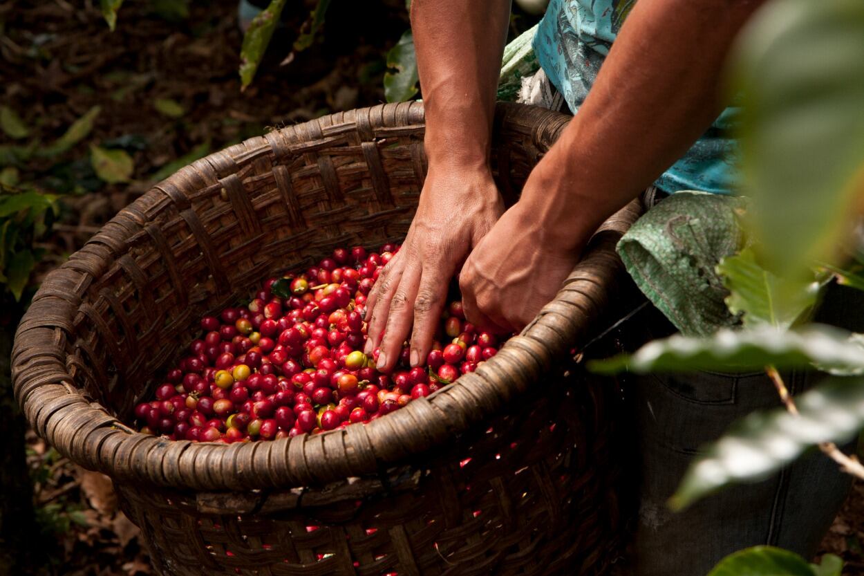 Más del 50 por ciento de las variedades de Nespresso contienen café colombiano