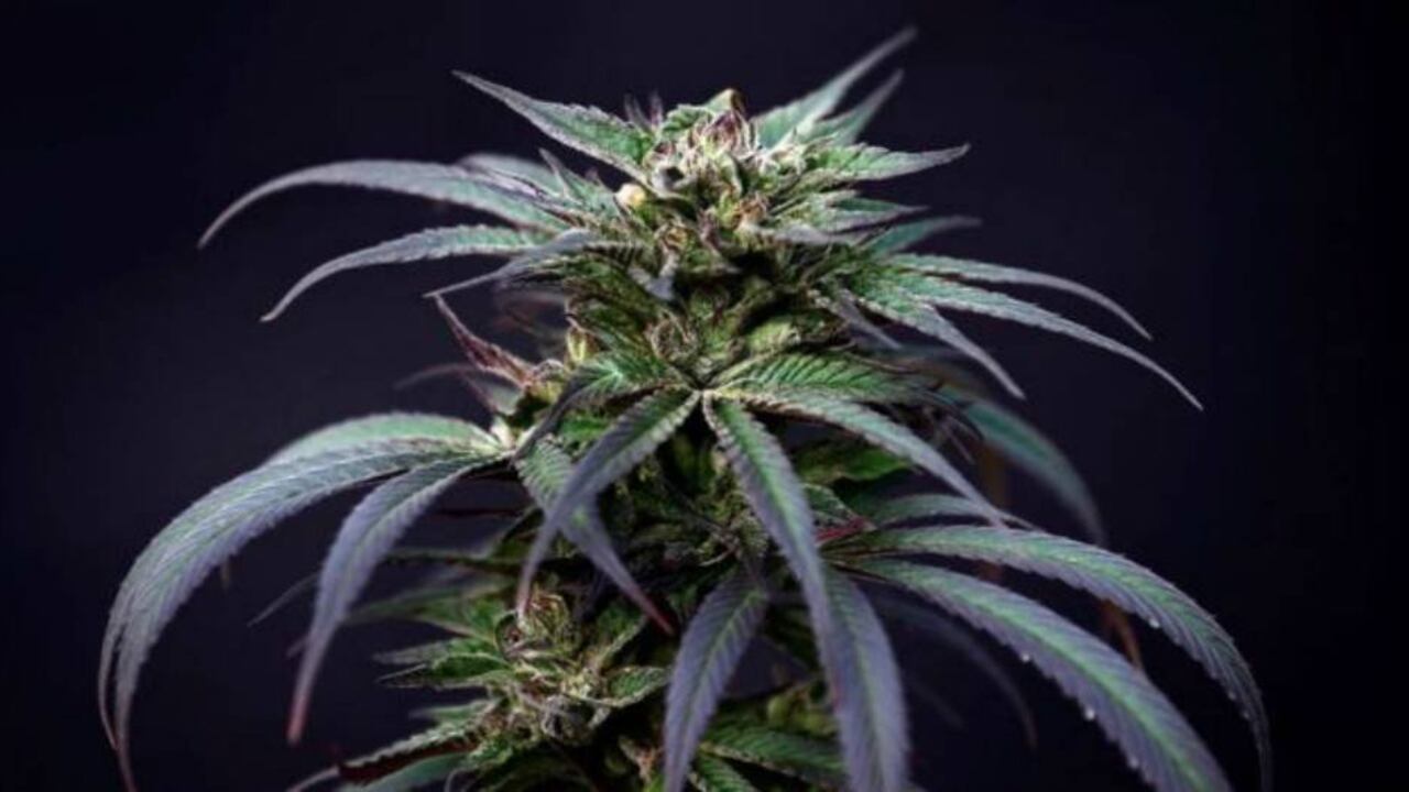 El negocio de la marihuana creció en el mundo. REUTERS-BBC.