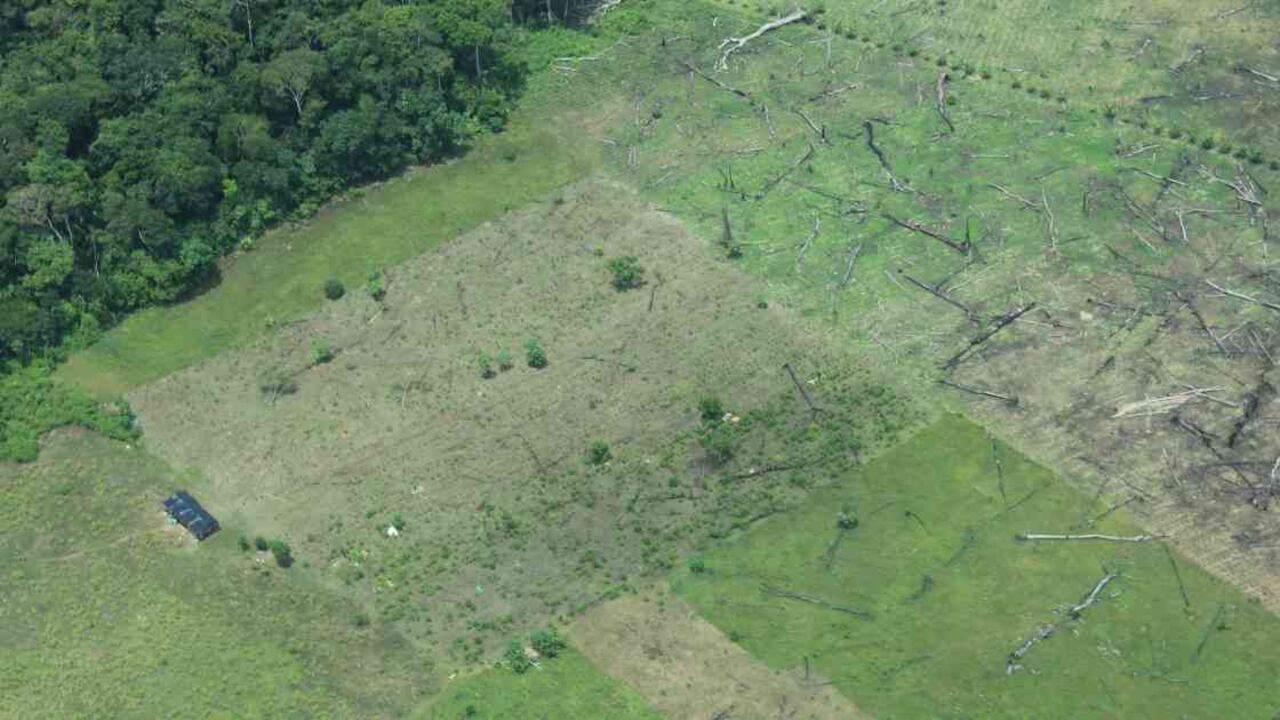 La Amazonia pierde a un ritmo acelerado sus bosques tropicales. Foto: Jhon Barros