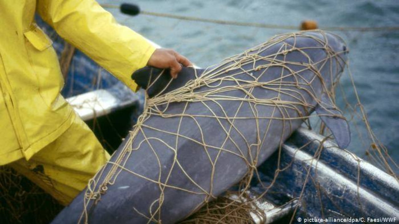 La vaquita marina es una de las especies más amenazadas del planeta. Foto: WWF
