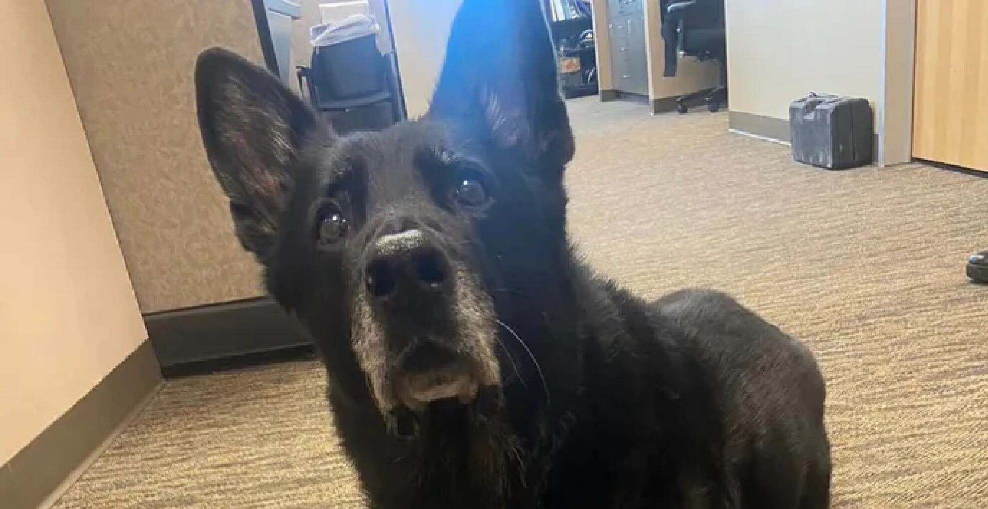 Imagen compartida por Fox news