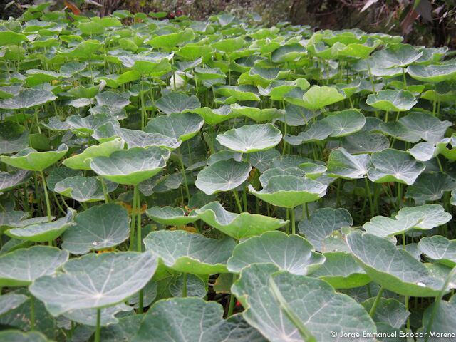 El humedal Santa María del Lago es uno de los que tiene mejor calidad de agua en la ciudad. Su ruta de senderos de más de 1.000 metros y el observatorio de aves, el primero en Bogotá, lo convierten en un sitio ideal para ser visitado. En total tiene más de 2.000 árboles y arbustos, entre los que se reconocen varias especies características de los ecosistemas de bosque andino como el aliso, cerezo, tíbar, cedro, caucho sabanero, mano de oso, guayacán, mortiño y sangregado, entre otros. Foto: Fundación Humedales Bogotá - Jorge Escobar