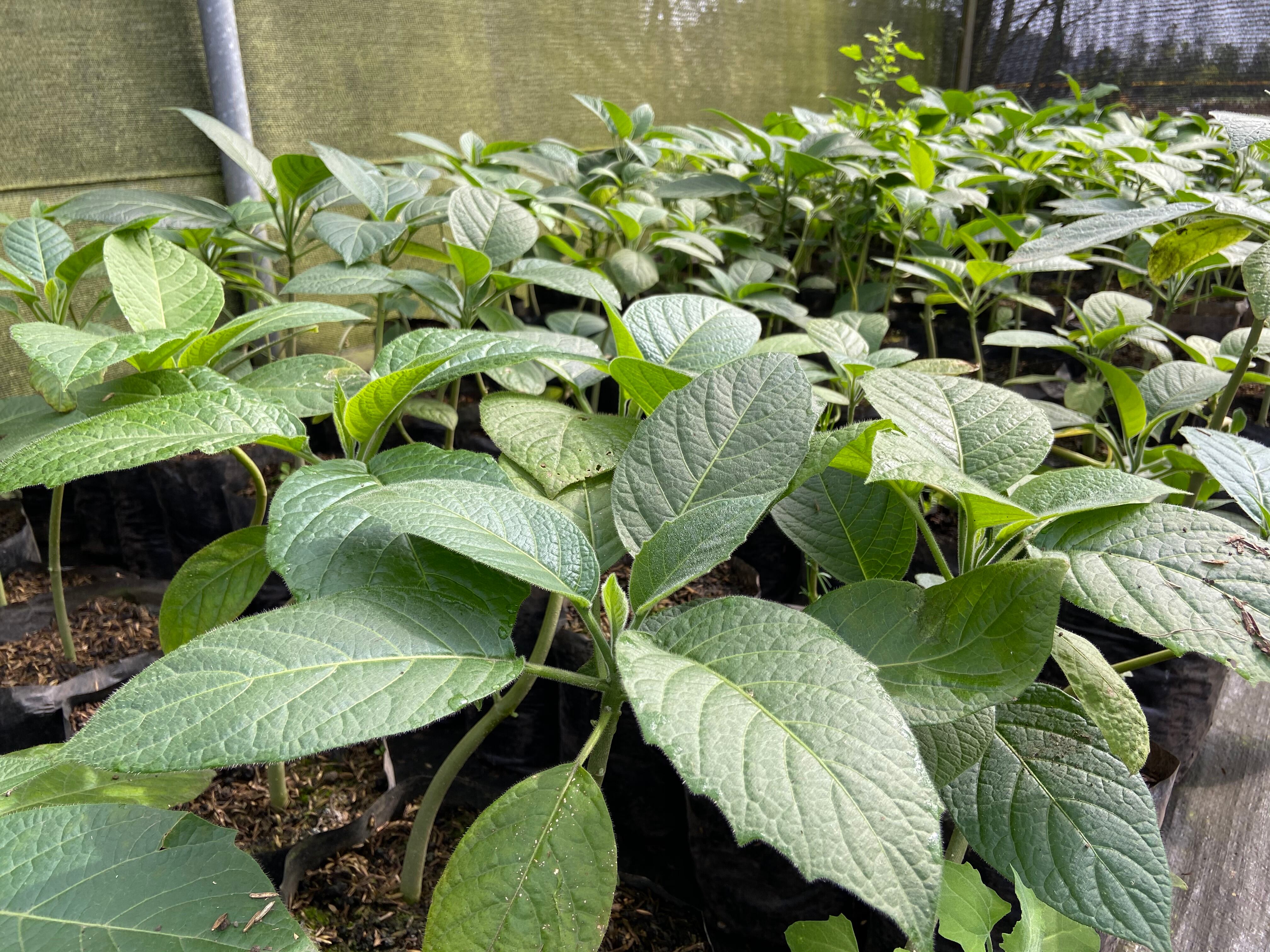Esta es una de las plantas más sagradas para los muiscas.