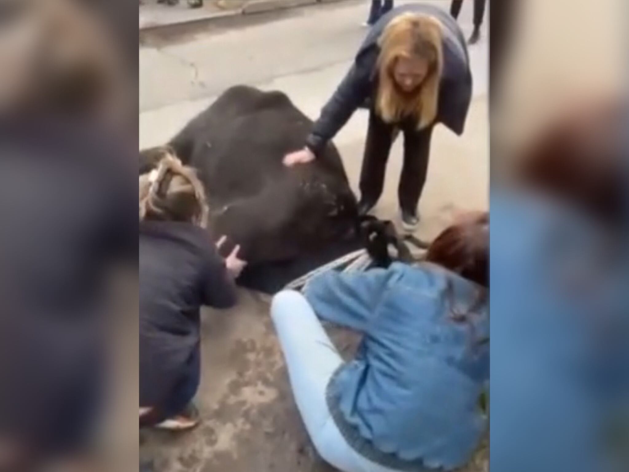 Vacas. Foto: Captura de pantalla Noticiero TN.