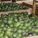 Aguacate hass. Imagen de referencia.