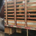 Maltrato animal caballos en Bogotá