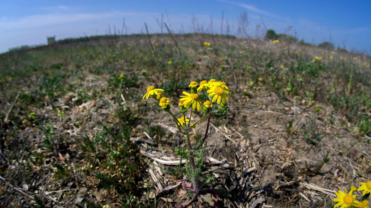 Insecto letal asiático encendió las alarmas en EE.UU. /Foto: AP