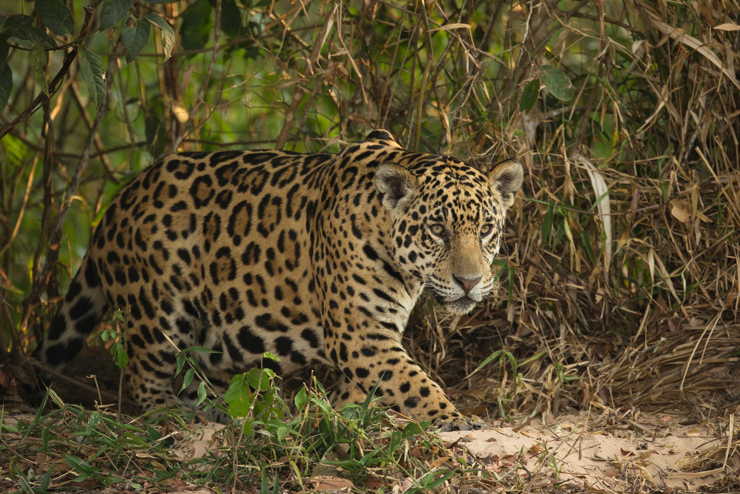 Jaguar