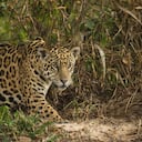 Jaguar, Panthera onca, macho (George), escondido o acechando a lo largo del río, Matto Grosso, Pantanal Norte, Brasil, América del Sur