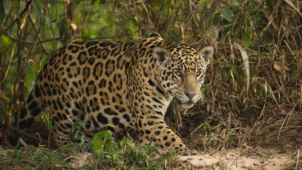 Tráfico de animales