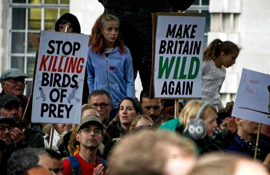 Reino Unido es la cuna de los derechos pro animales. Fue pionero en tipificar el maltrato animal como delito. Desde comienzos del siglo XX los británicos contaban con normas que prohibían las peleas de perros. Ya antes, en 1822, se había expedido la llamada Ley Martin que recogía la jurisprudencia que desde el siglo XVIII prevenía el maltrato en contra del ganado y los caballos. Posteriormente se amplió el rango de protección a los animales domésticos.  El origen del movimiento en defensa de los animales puede situarse también allí, con la aprobación de la Ley contra la crueldad hacia los animales. Otro hito fue la publicación de Animal Machines de la activista Ruth Harrison, que alertaba sobre la producción intensiva de los animales de granja. Hoy día la ley introdujo especificaciones para el cuidado de una mascota y contempla penas hasta por 6 meses de cárcel y multas hasta por £20.000 por maltrato animal. 