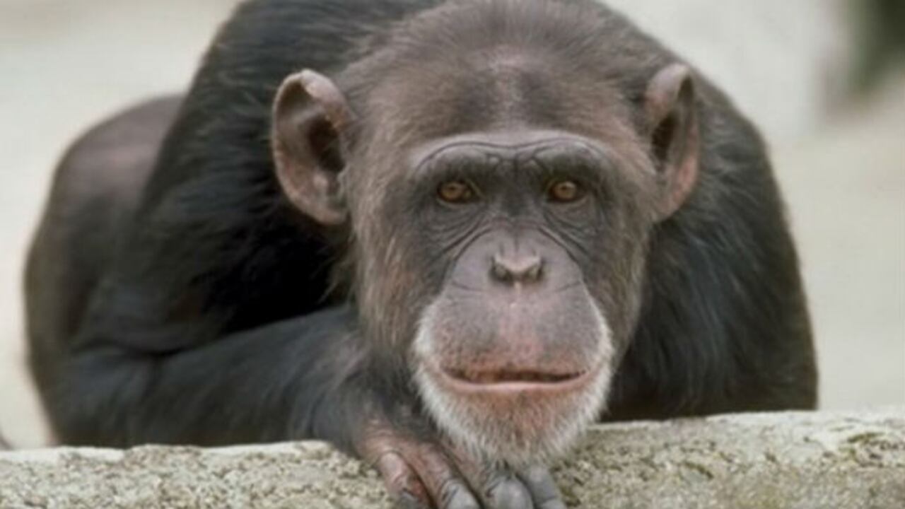Los bonobos se caracterizan por su vida sexual activa.