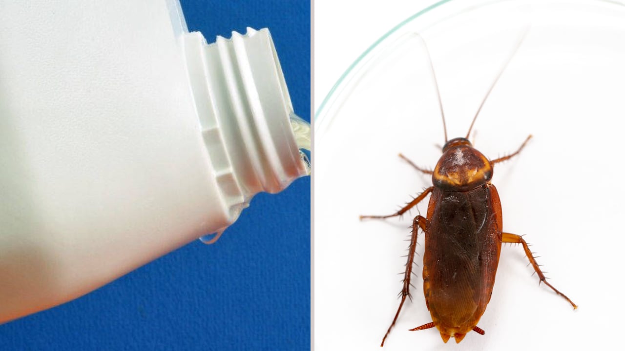 Métodos para eliminar las cucarachas