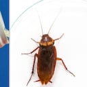 Métodos para eliminar las cucarachas