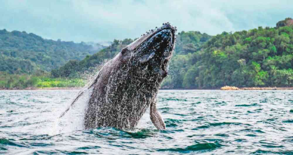 Foto: Expedición Tribugá