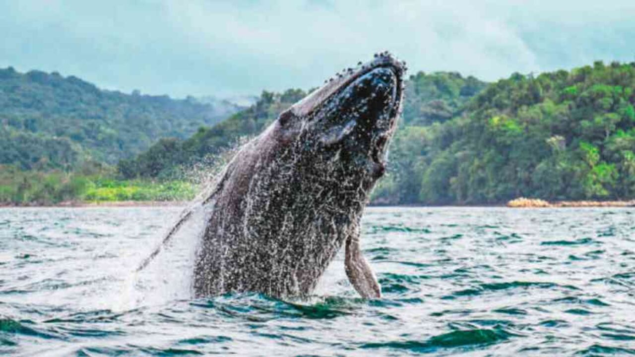 Foto: Expedición Tribugá