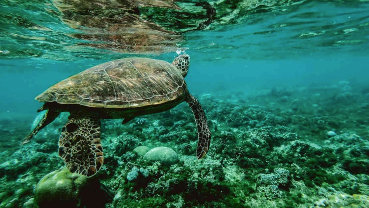 Las tortugas son una de las especies más amenazadas por la contaminación de los oceános. Foto: Pexels