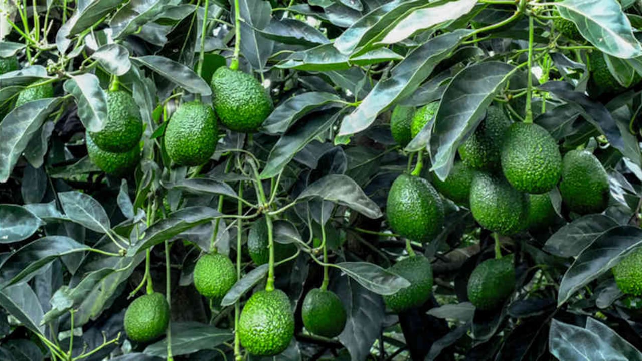 La también considerada fruta, cremosa y deliciosa, contiene grasas saludables, fibra, vitaminas, minerales y antioxidantes.