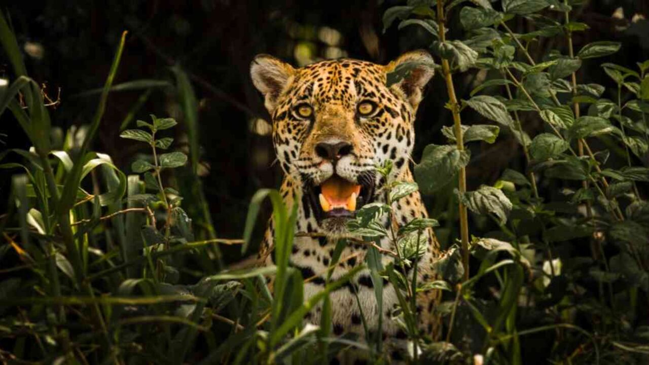 La tecnología bioacústica es capaz de detectar la presencia de especies, protegiendo la biodiversidad. En Yucatán, los grandes felinos fueron identificados usando ‘Audiomoth’. Foto: Wikimedia