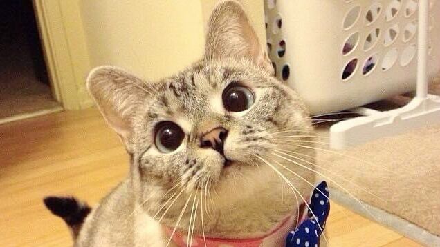 Nala, una de las mascotas más ricas del mundo