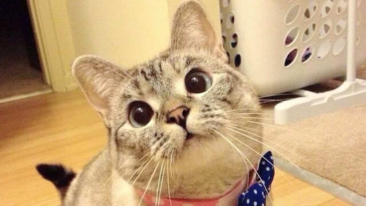 Nala, una de las mascotas más ricas del mundo