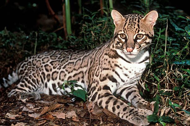 El animal fue sacrificado porque habría atacado a unas gallinas. (Imagen de referencia)