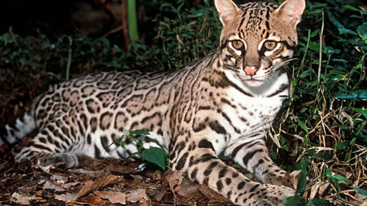 El animal fue sacrificado porque habría atacado a unas gallinas. (Imagen de referencia)