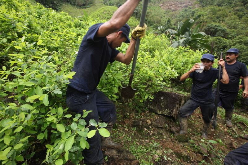 Las plantaciones de coca en Colombia, el dolor de cabeza del gobierno Petro. 