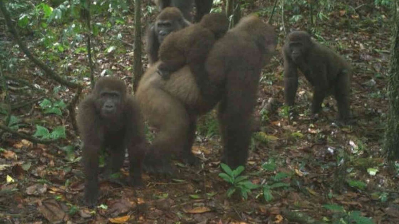 En el grupo había varias crías, lo que da esperanzas de que se incremente su población. Foto: WCS NIGERIA vía BBC.