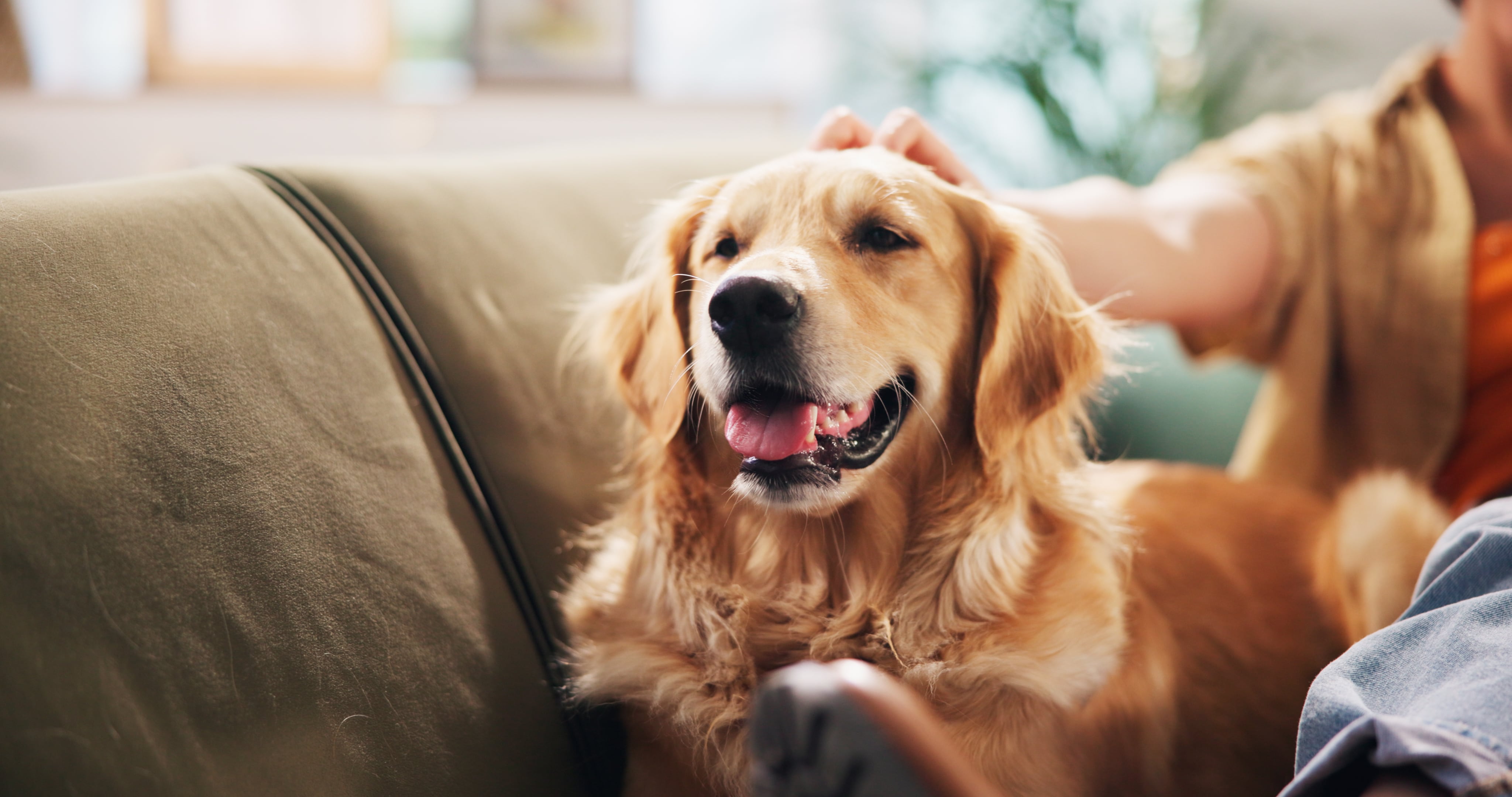 Cuáles son las clases de perros Golden Retriever