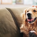 Cuáles son las clases de perros Golden Retriever