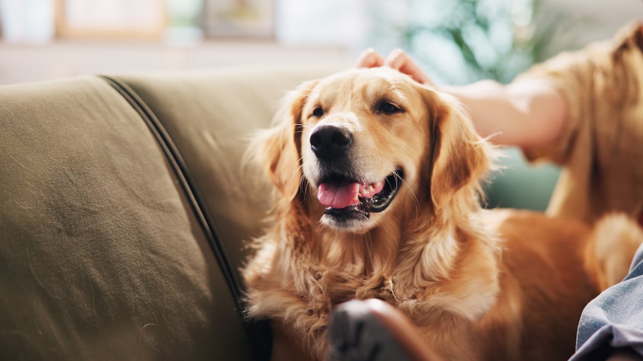 Se dice que Japón es uno de los países donde los perros alcanzan una mayor esperanza de vida.