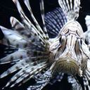 El pez león, catalogado como una especie invasora, es un depredador de peces y crustáceos en arrecifes de coral y tiene una alta tasa de reproducción. Foto: Getty Images.
